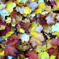 #032 - Amar não significa apoiar-se