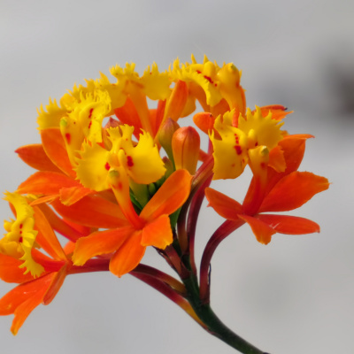 De Saco Cheio E Mau Humor