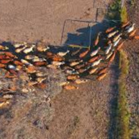 Faces of The Drought takes a look at the Dairy and Tourism Industries