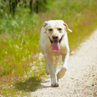 Has a pet ever gone missing...and then turned up weeks later?