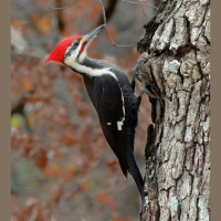 Is That Really In The Bible? 5-The Woodpecker. By David Freeman