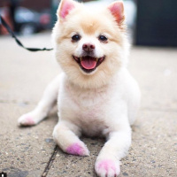 Singa Bear Nightingale