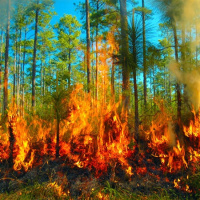 NUESTRO MUNDO LLENO DE VIDA: 3- EL PUNTO DE RUPTURA #documental #naturaleza #podcast