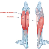 RR: Soleus Push Ups and Oxidative Metabolism