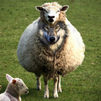 541 | ¿Lobos con piel de cordero?