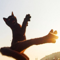 726 | Gatos Ninja, MMA, y otras noticias marciales