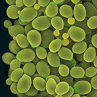 Mold,Candida,Bacteria