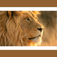 The Lion: John Murphy, Zentrepreneur