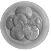 Episodio 03 Fraude Científico