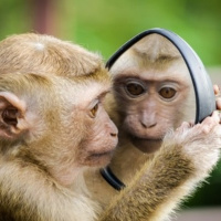 Mezclando Humanos y Monos [Bioética 03]