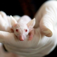 Experimentación animal [Bioética 06]