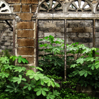 Invasión de plantas [Ep 39]