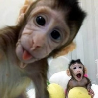 Más cerca de clonar humanos: monos clonados [Ep 33]