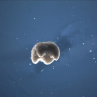 Biobots: máquinas vivas [Bioética 10]