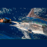 The Big Fish: Mighty Marlin, Island Stories and South Coast Jetty Hopping 