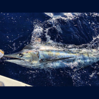 The Big Fish: John McIntyre with the History of Game Fishing in Australia