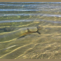 The Big Fish: Eucumbene Sight Fishing and Jack Attack