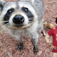 Tvättbjörnsskräck med lite ananas