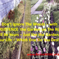 Dont Ignore The Weeds - Persistence Makes Them Disappear