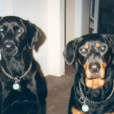 Carla Mcneils Teleseminars