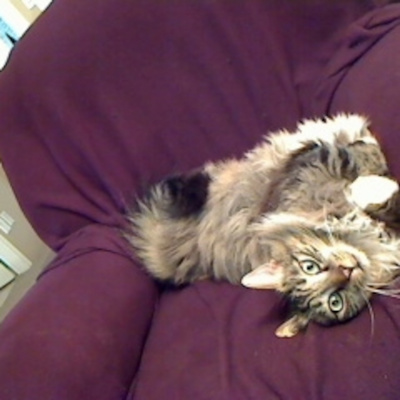 Carla Mcneils Teleseminars