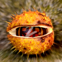 Ready to Play 6 x 218 Les castanyes a les que fem PLAY. Son de por!