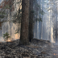 Should We Rethink Wildlife Management After The California Wildfires?