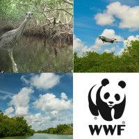 ManglarIA: Salvando la naturaleza con inteligencia artificial. Cómo WWF utiliza la IA para ayudar a los manglares a adaptarse