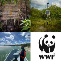 ManglarIA: Saving Nature with Artificial Intelligence. How WWF is Using AI to Help Mangroves Adapt