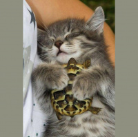 Its My Show – Gayterion Collection