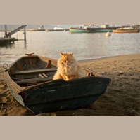 Let’s Hear All A Boat It