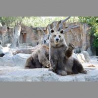The Sound of One Bear High Fiving