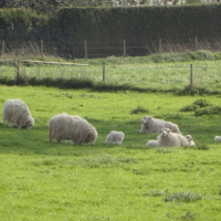 #6 Fruehlingserwachen