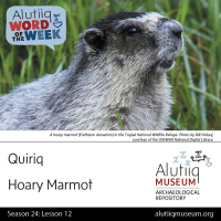 Hoary Marmot