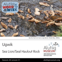 Sea Mammal Haul Out Rock