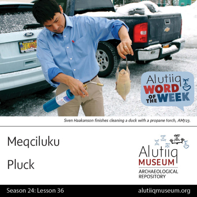 Alutiiq Word Of The Week