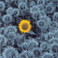 La LEY INVISIBLE que Te EMPUJA a SEGUIR - Episodio exclusivo para mecenas