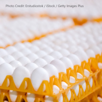 Market Update on Eggs with Brian Moscogiuri