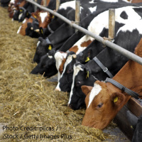 Go with the Grain: Glenn Smith on Feed Ingredients