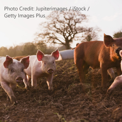 Urner Barrys Market Digest