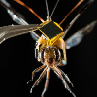 Cyborg  Genetically Modified Animals - Episode 95