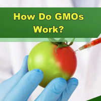 How Do GMOs Work? - Episode 253