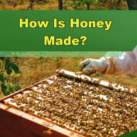 How Is Honey Made? - Episode 305