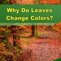 Why Do Leaves Change Colors? - Episode 266