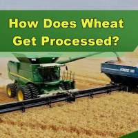 How Does Wheat Get Processed? - Episode 256