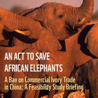 Episode 79 - Will there be a ban on Chinas commercial ivory trade?