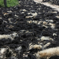 Episode 44 - Marxism and goat hair