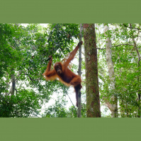 Orangutans – Varmints! – 52