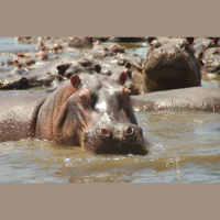 Hippos – Varmints! – 49