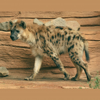 Hyenas